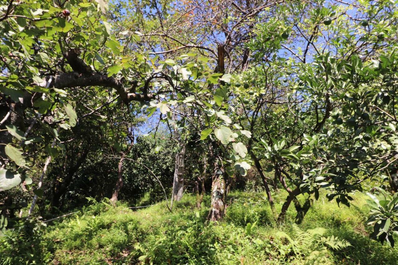 Guest House And Cellar Winery In Ortabatumi Batumi Georgia Ngoại thất bức ảnh
