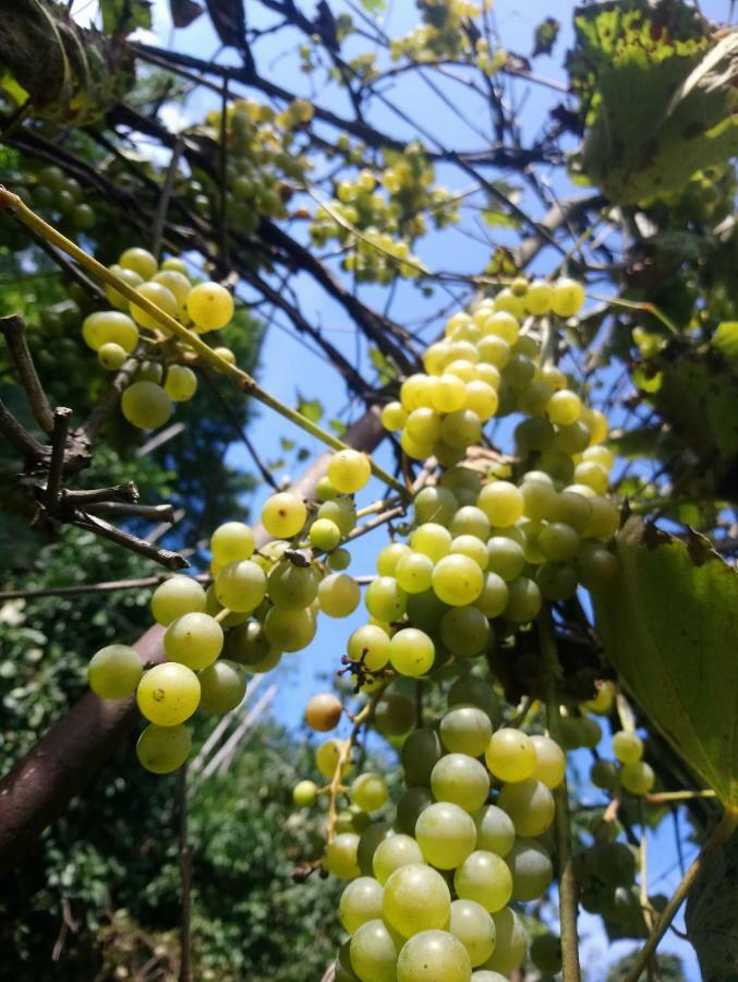Guest House And Cellar Winery In Ortabatumi Batumi Georgia Ngoại thất bức ảnh